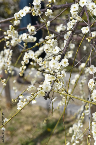 plum flower at okamoto photo