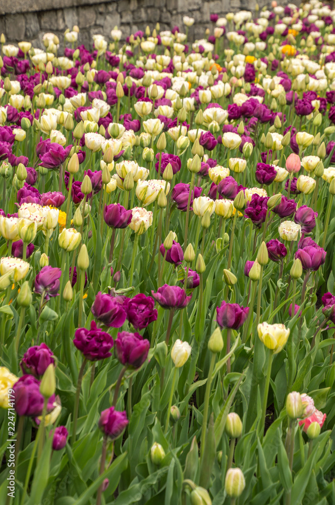 Lots of colorful tulip flowers natural spring background Lots of colorful tulip flowers natural spring background