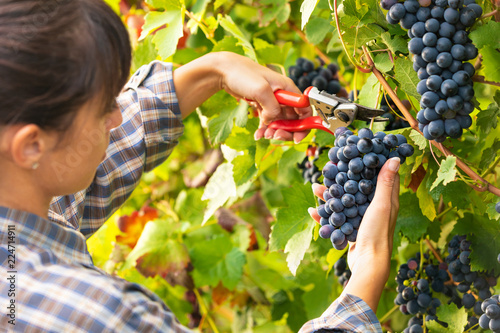 Young woman picking bunches of grapes