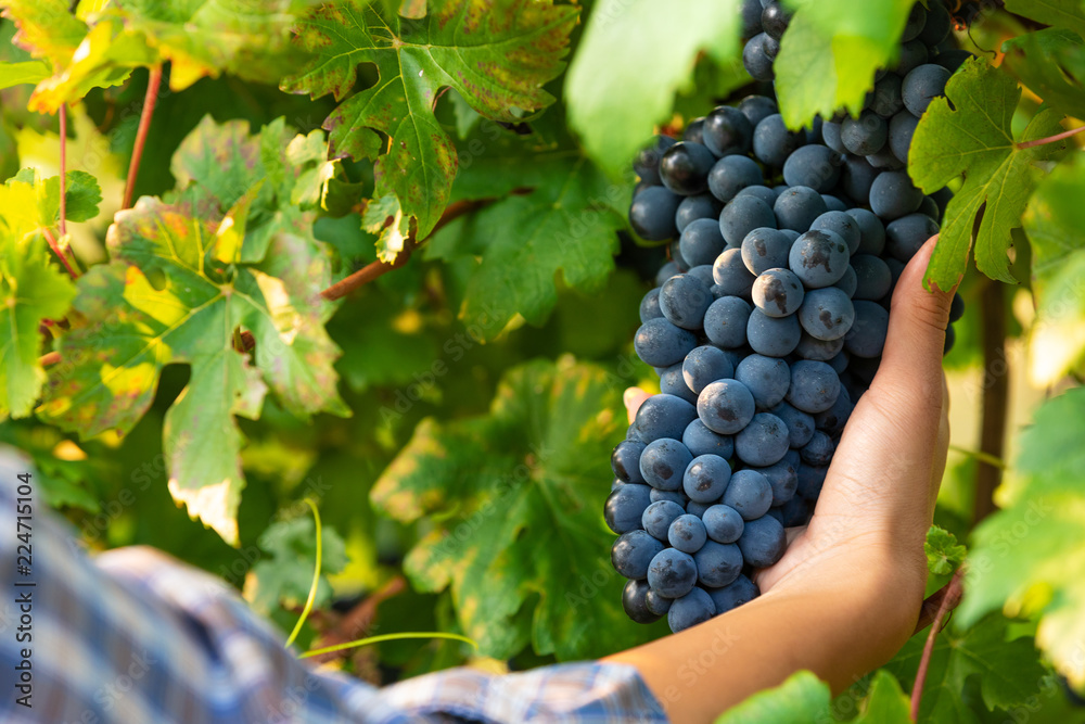 Woman harvesting bunches of ripe black grapes