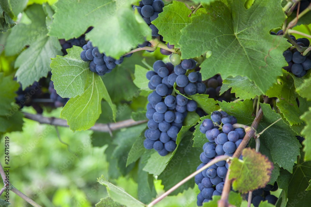 Blue grapes in a vineyard