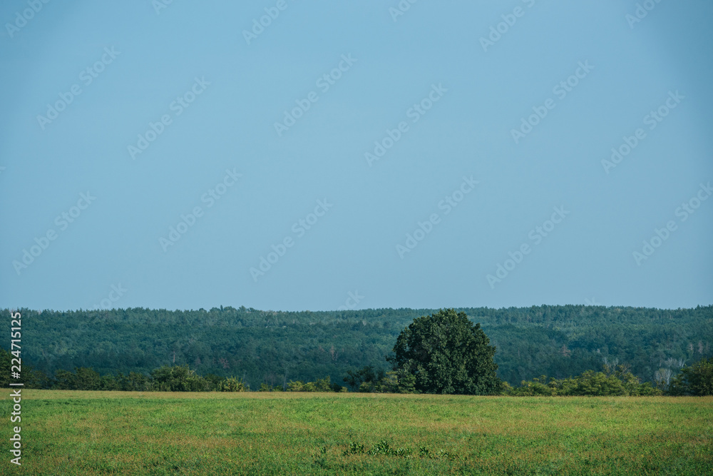 green field, forest and clear sky in autumn