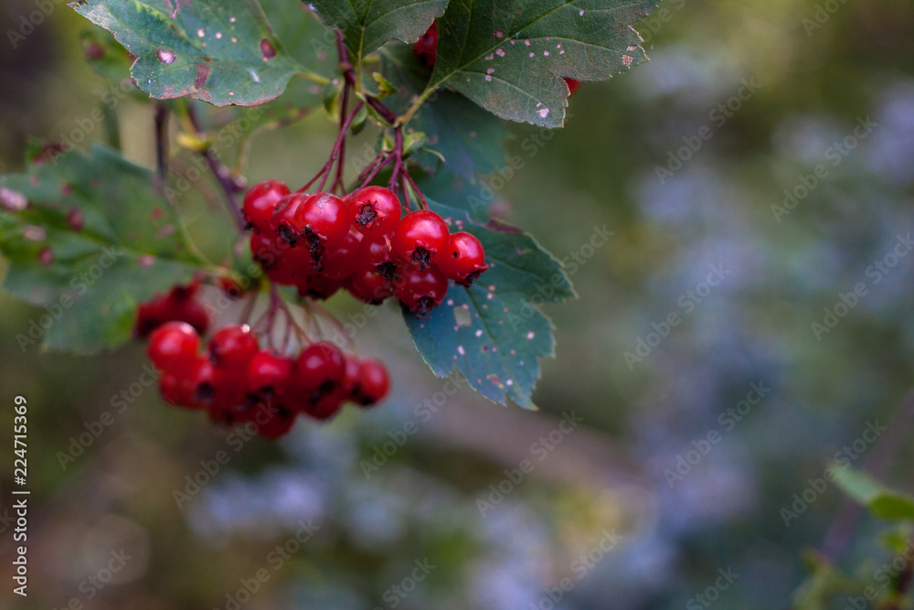 Red hawthorn in autumn. Red hawthorn in autumn.