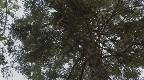 Under a Tree in a Forrest photo