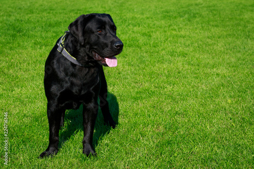 Fototapeta Naklejka Na Ścianę i Meble -  Dog breed Labrador