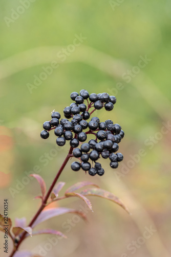 Bunch of ripe dwarf elder berries. Danewort berries (Sambucus ebulus)