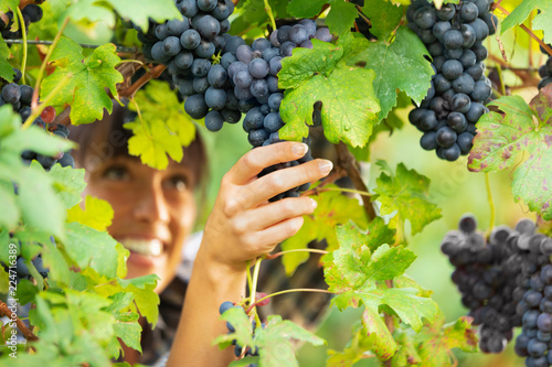 Pretty smiling woman checking grapes on the vine