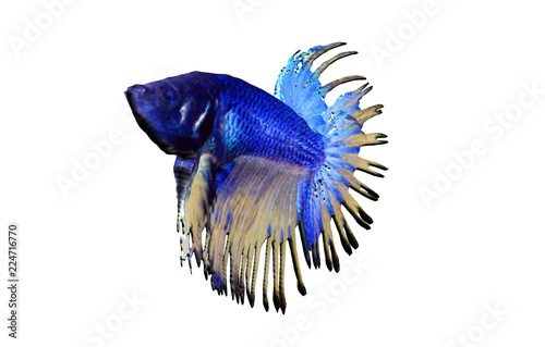 Blauer Schleierfisch