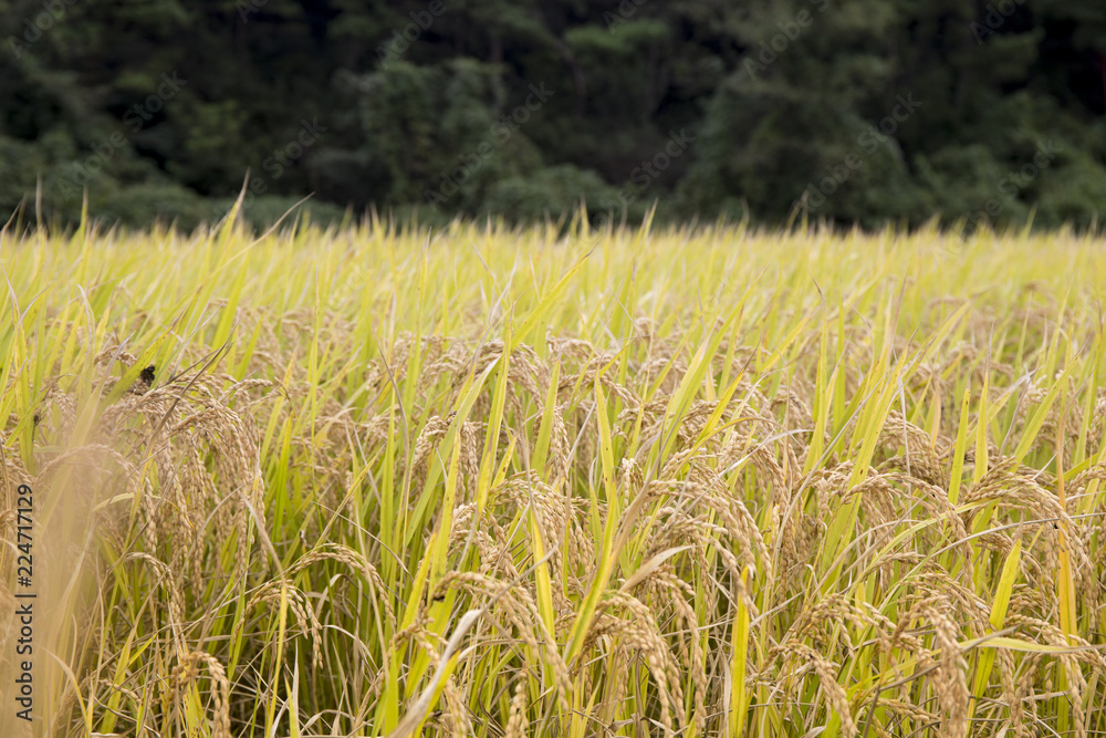 Obraz premium Close-up green rice field