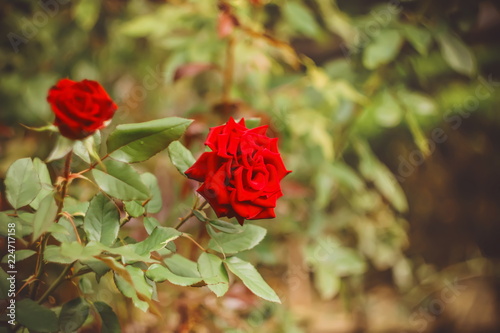 a rose flower on a plant in a natural environment. floral background.
