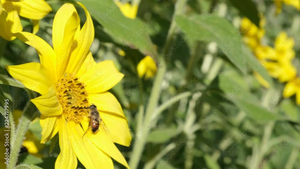 Sunflower rocking in the wind with a bee foraging Sunflower rocking in the wind with a bee foraging