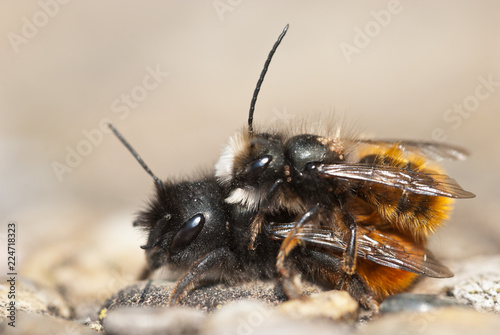 Mason bees (Osmia cornuta) mating on the ground, the smaller male sits on top.