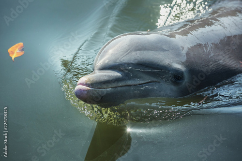 bottlenose dolphin, a stout-bodied dolphin with a distinct short beak, found in tropical and temperate coastal waters