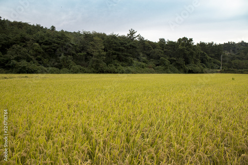 Rice field to ready to harvest