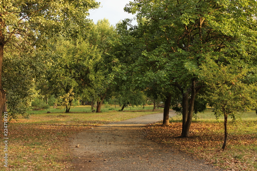 Naklejka premium early autumn in the Park