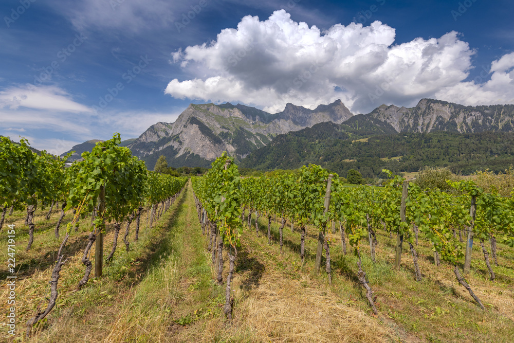 Views of the Rhine Valley and vineyard near Maienfeld, Graubunden, Switzerland.