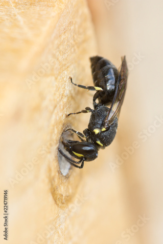 Common Yellow-Face Bee (Hylaeus communis) female sealing the exit of its cavity-nest with membranous cellophane-like glandular secretion. Nests in pre-existing hole in wood piece in insect hotel. photo