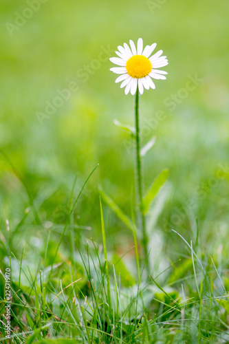 Gänseblümchen auf Wiese