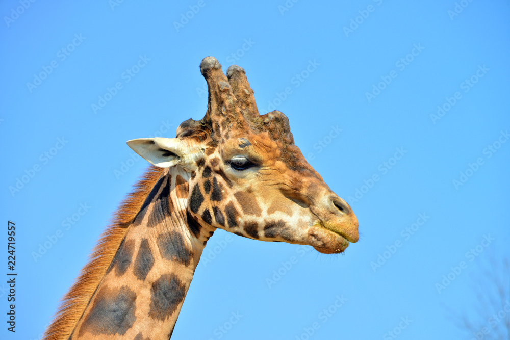 Naklejka premium primissimo piano di una giraffa vista frontalmente e di profilo