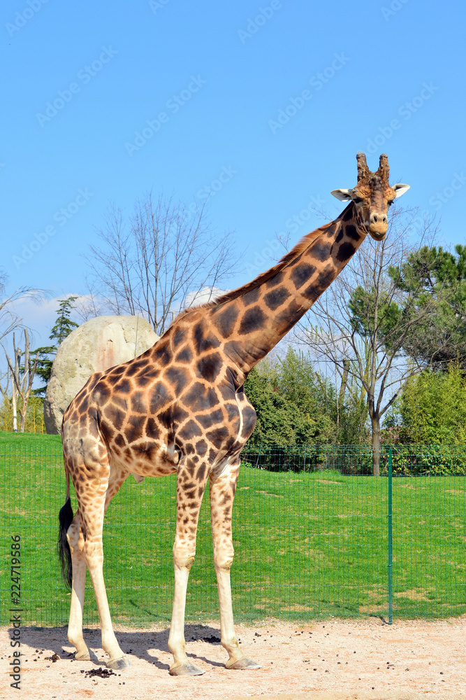 Obraz premium giraffa in piedi in primo piano