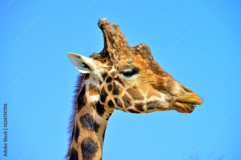 Fototapeta premium primissimo piano di una giraffa vista frontalmente e di profilo