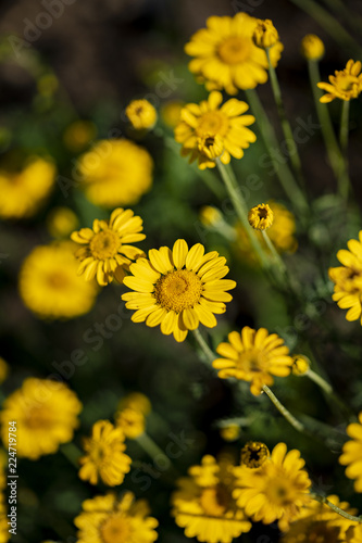 Yellow chamomile flowers