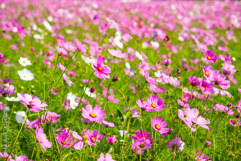 Cosmos flower (Cosmos Bipinnatus) with blurred background . Beautiful flowers ,Flowers in the garden