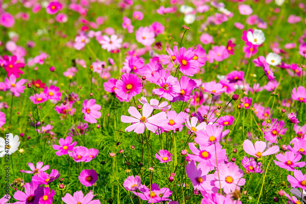 Cosmos flower (Cosmos Bipinnatus) with blurred background . Beautiful flowers ,Flowers in the garden Cosmos flower (Cosmos Bipinnatus) with blurred background . Beautiful flowers ,Flowers in the garden