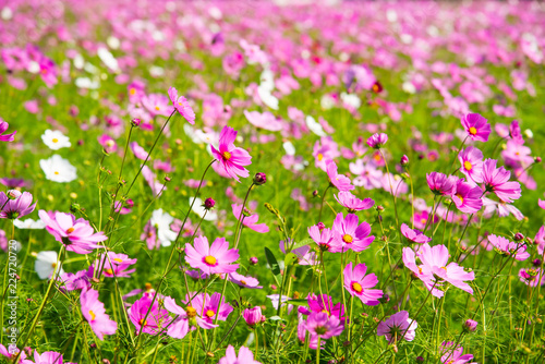 Cosmos flower (Cosmos Bipinnatus) with blurred background . Beautiful flowers ,Flowers in the garden