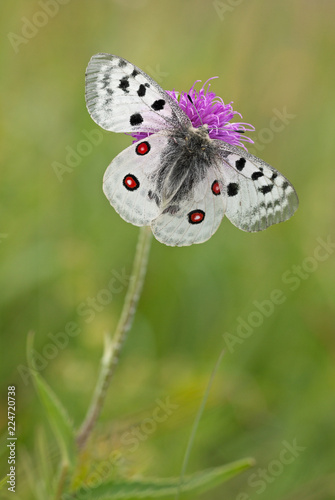 Mountain Apollo (Parnassius apollo) dorsal view with open wings to show the bright red eyespots.