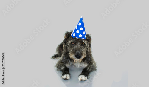 FUNNY BLACK DOG CELEBRATING A BIRTHDAY OR NEW YEAR WITH A BLUE AND WHITE POLKA DOT PARTY HAT LYING DOWN. ISOLATED AGAINST GRAY BACKGROUND WITH COPY SPACE