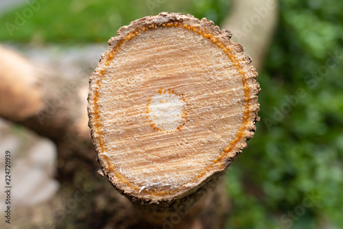 cross section of tree trunk close up