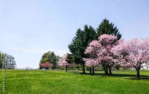 北海道の草原に咲く桜