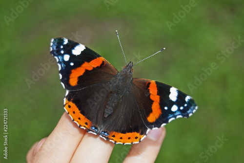 Red admiral (Vanessa atalanta) sitting trustingly on the fingers of a person, spreading its wings, dorsal view. photo