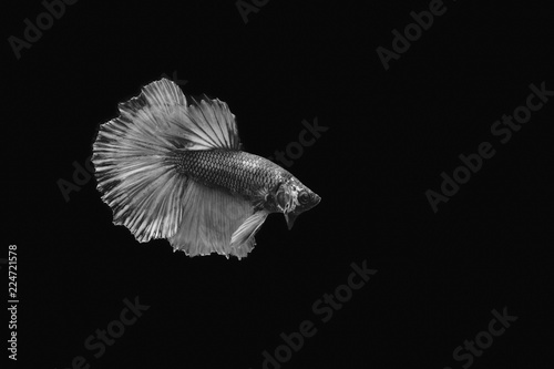 Thai Fighting fish in black and white.