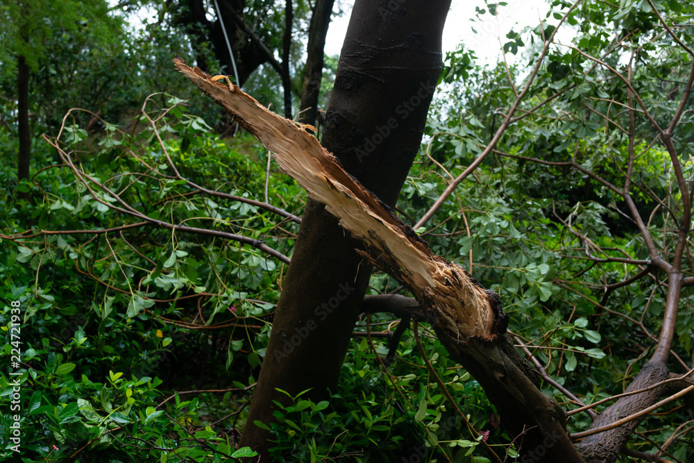broken trees after a strong storm went through broken trees after a strong storm went through