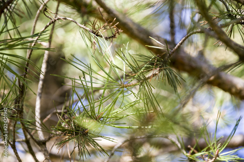 pine branches close up photo