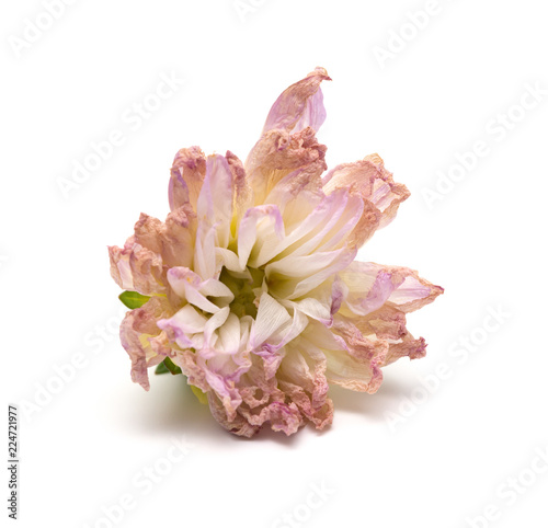 Fototapeta Naklejka Na Ścianę i Meble -  faded pink peony or paeonia lactiflora on white background
