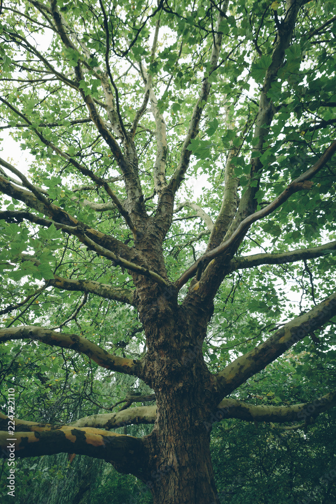 Obraz premium Baum