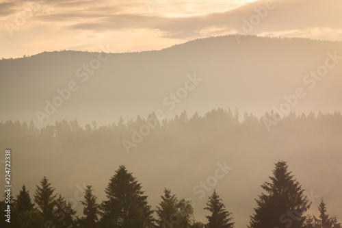 Wald Landschaft  © jazzlight