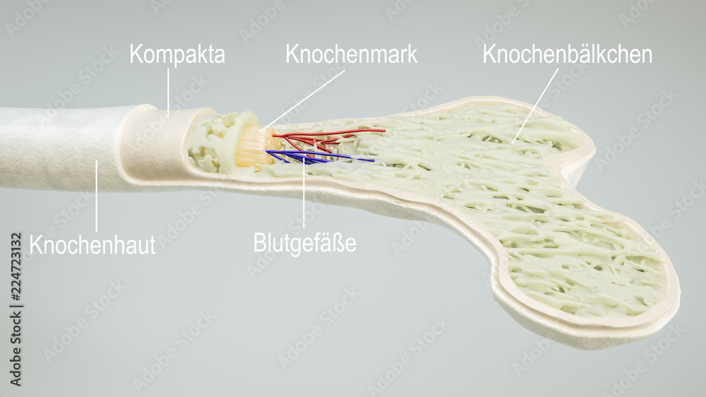 Anatomy of a bone- 3D Rendering Stock Illustration | Adobe Stock