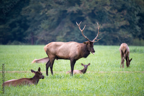 Bull Elk in Rut photo