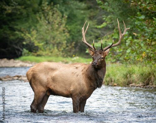 elk in forest river
