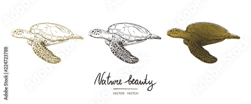 Vector illustration. Pen style vector sketch. Terrapins. Underwater world . Vector objects set.