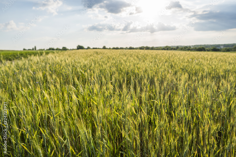 Young green wheat ears on a beautiful grain fields with a cloudy sky in a sunset. Ripening ears wheat. Agriculture. Growing a natural product. Young green wheat ears on a beautiful grain fields with a cloudy sky in a sunset. Ripening ears wheat. Agriculture. Growing a natural product.