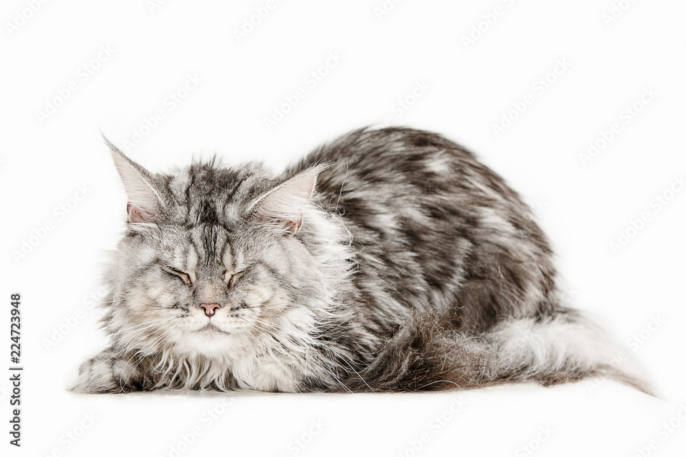 Fototapeta premium Maine Coon sitting and looking away, isolated on white studio