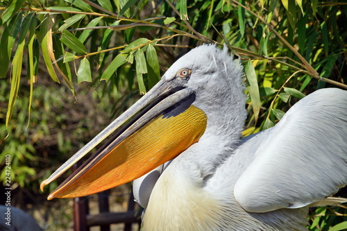 pellicano riccio visto in primo piano