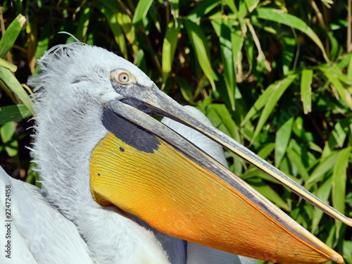 pellicano riccio visto in primo piano
