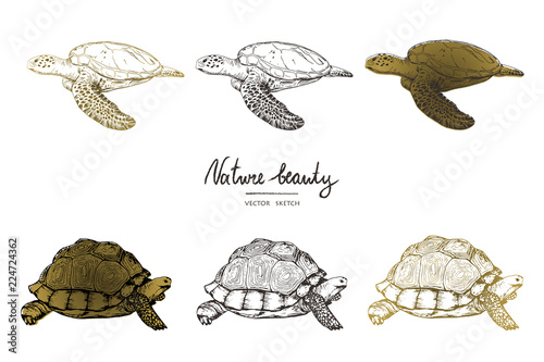 Vector illustration. Pen style vector sketch. Terrapins and turtles. Vector objects set. photo