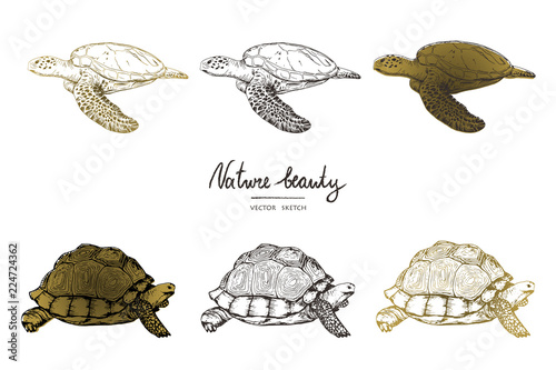 Vector illustration. Pen style vector sketch. Terrapins and turtles. Vector objects set.